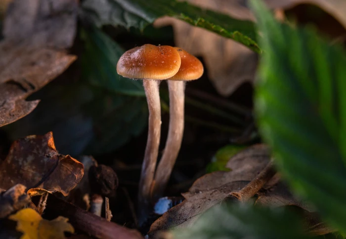 magic mushroom gummies and creativity